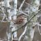 White-throated Sparrow at Hughes Hollow