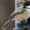 Black-capped Chickadee on EcoClean® Large Finch Feeder