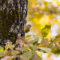 Immature Orange Crowned Warbler