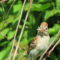 Field Sparrow having a snack.