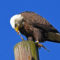 Dorney Park Bald  Eagle