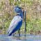 Great Blu Heron