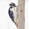 Woodpecker with Suet