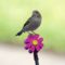 House sparrow flower power