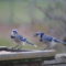 Blue Jay Dinner Party