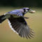 Blue Jay Flying with a Peanut