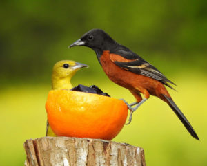 Male and Female Orchard Orioles meet at an ornage half filled with grape jelly.