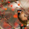 Cedar Waxwing getting his daily allowance of vitamin C!