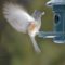 Tufted Titmouse takeoff with seed.