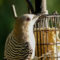Squeaky the Gila Woodpecker
