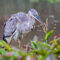Great Blue Heron Early Morning Meal