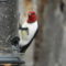 Red  Headed Woodpecker