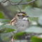 Enchanting White-throated sparrow