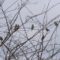 Mixed flock of Bluebirds and Cedar Waxwings