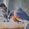 Winter Visitors, Eastern Bluebirds