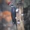 Pileated woodpecker back
