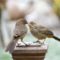 California Towhee with Chick