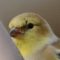 American Goldfinch possible eye problem