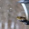 Goldfinch at Feeder in snow
