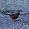 Spotted Towhee with unusual colouring