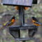 Male Baltimore Orioles at the jelly feeder.
