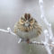 Lincoln’s Sparrow on a Frosty Morning
