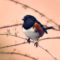 Portrait of Spotted Towhee
