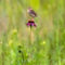 Grasshopper Sparrow on a delicate flower.