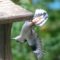 Acrobatic Nuthatch