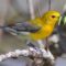 Prothonotary Warbler with caterpillars