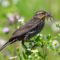 Female Red-winged Blackbird with a mouthful of mayflies