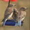 Young Eastern Bluebirds at the Mealworm Feeder