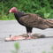 Hungry turkey vulture