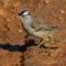 White-crowned Sparrow shadow