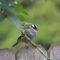 Wonderful White-crowned Sparrow