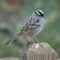 White-crowned Sparrow posing on my deck