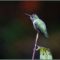 Anna’s Hummingbird (Calypte anna)a
