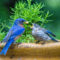 Bluebird breakfast