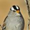 White-crowned sparrow at Arches National Park