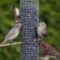 Four Finches