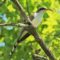 Yellow-billed Cuckoo with snack.