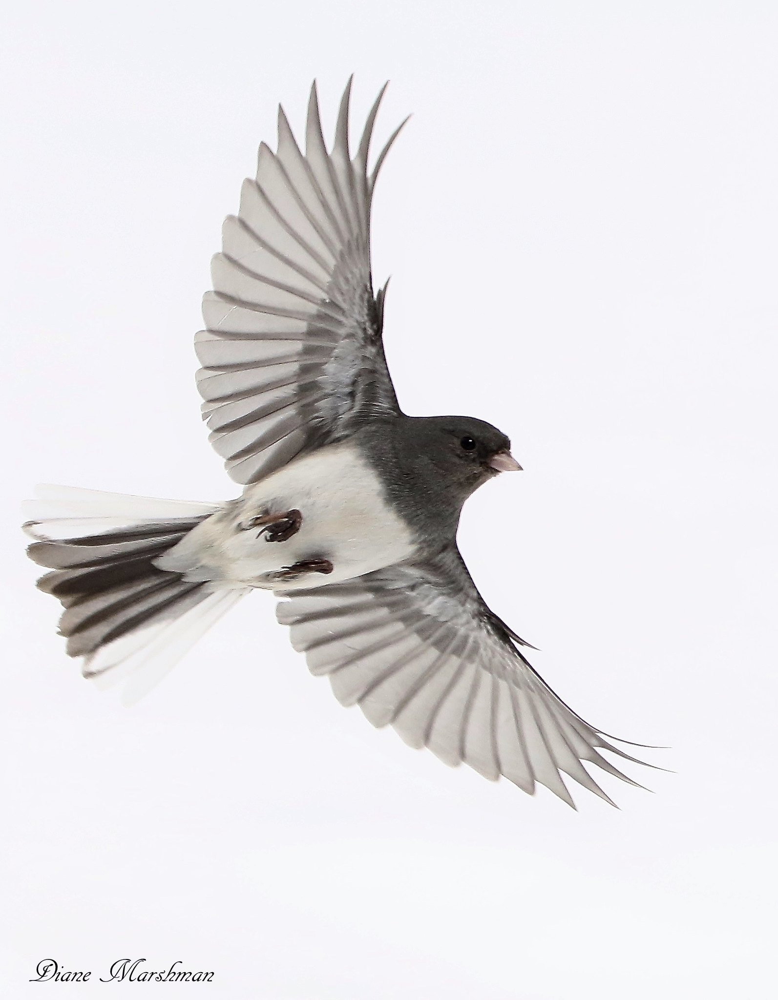 junco flying to the right of photo, belly facing the camera