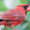 Cardinal eating suet.