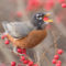 American robin with winterberry