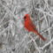 Cardinal on Ice