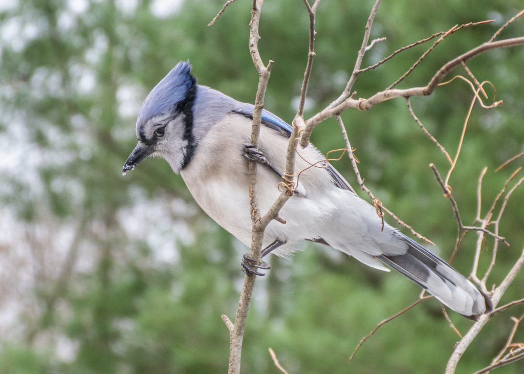 Blue jay Wren Feather Beak, feather, animals, branch png