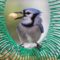 Blue Jay Wreath