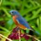 Bluebird on beauty berry bush