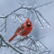 Cardinal On Ice