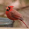 Cardinal enjoys a last drink of the day